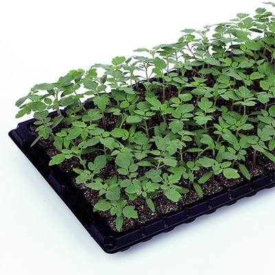 台木トマト グランシールド