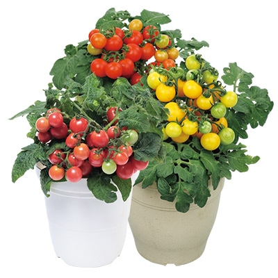 ミニトマト レジナミックス