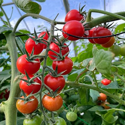 ミニトマト ロイヤルパッション