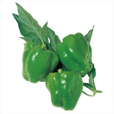 ピーマン 翠玉二号