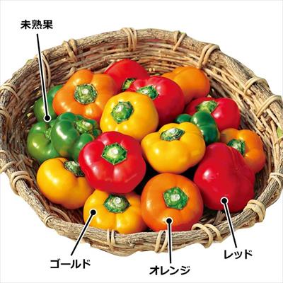 フルーツパプリカ セニョリータ(R) ミックス