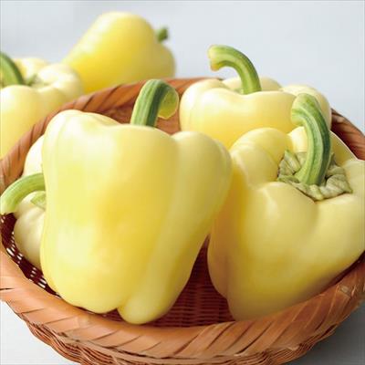カラーピーマン パプリホワイト