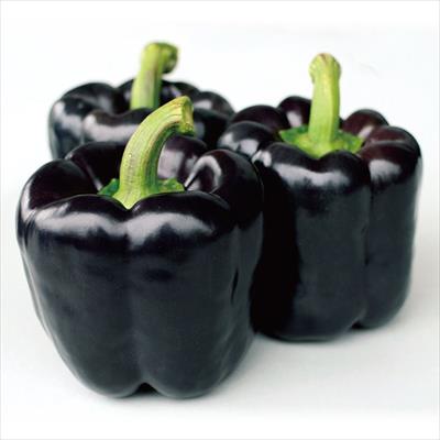 カラーピーマン パプリパープル