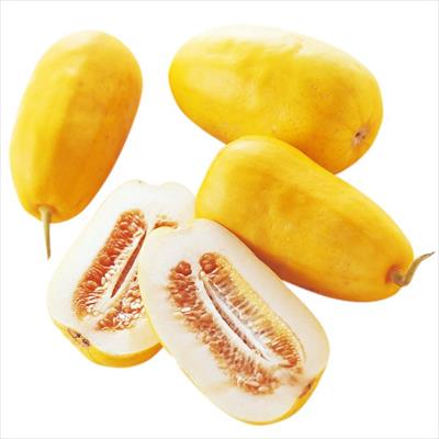 マクワウリ 黄金まくわうり