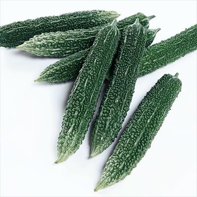 ニガウリ 緑のカーテンゴーヤ