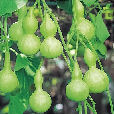 ひょうたん 千成ひょうたん （約25粒）1袋