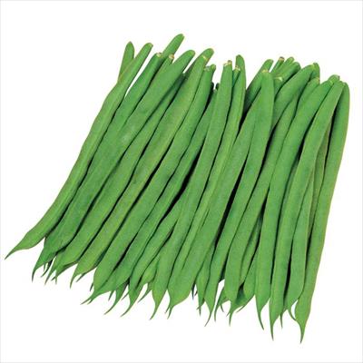 つるありインゲン プロップキング