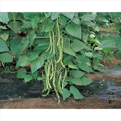 つるありインゲン 王湖