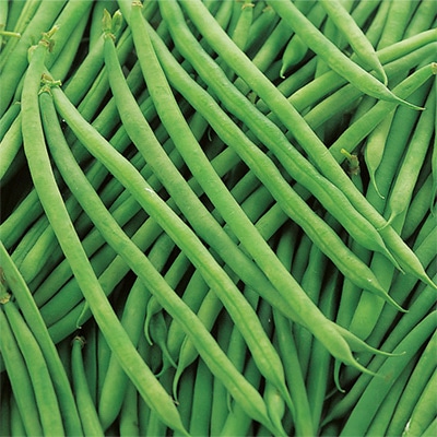 つるなしインゲン サクサク王子（R）