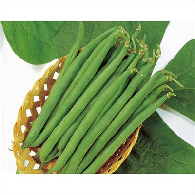 つるなしインゲン セリーナ