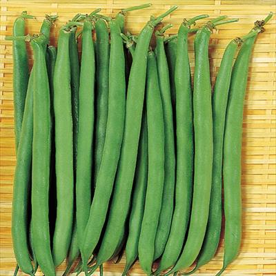 つるなしインゲン アーロン