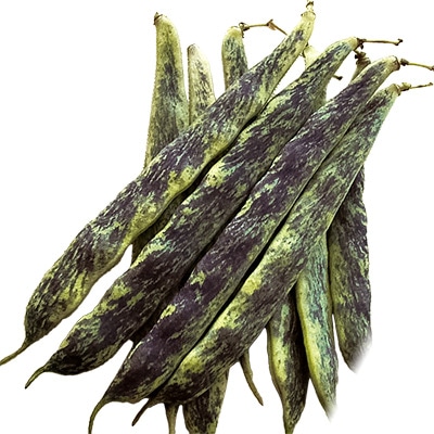 つるありインゲン 高原秋縞