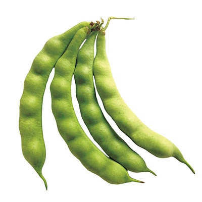 つるありインゲン タネガシロ