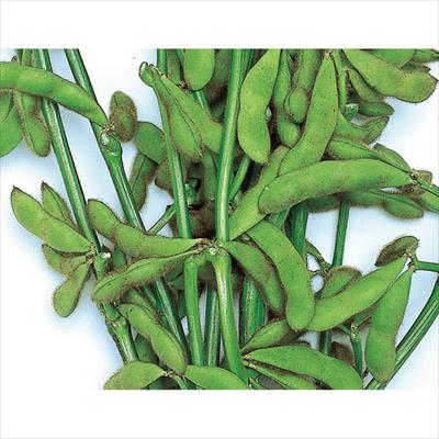 エダマメ ひざ栗毛