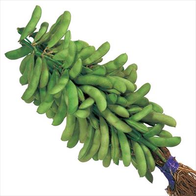 エダマメ  天ヶ峰