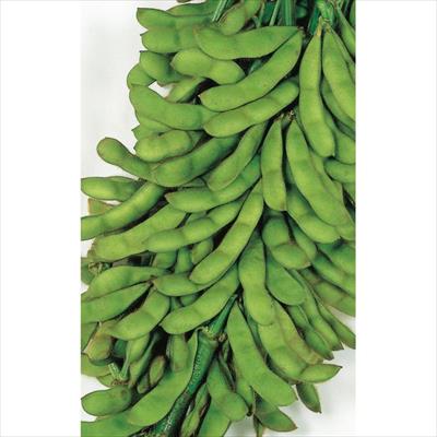 エダマメ  夏の装い