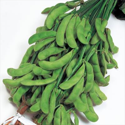 エダマメ ふさみどり