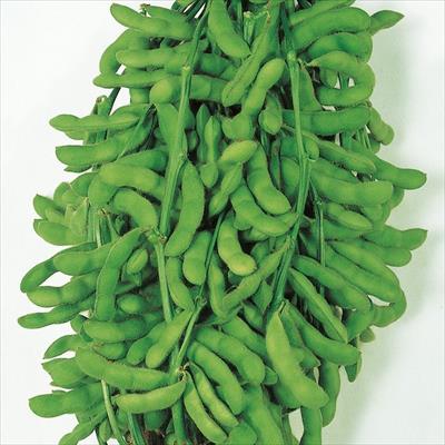 エダマメ  夕涼み