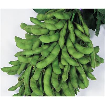 エダマメ  夏の声