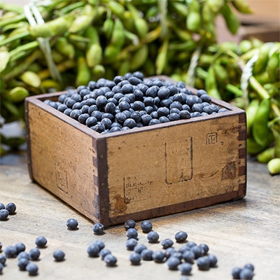 エダマメ 丹波黒大豆