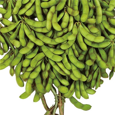 エダマメ 奥原早生