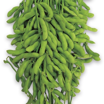 エダマメ 越の秋姫