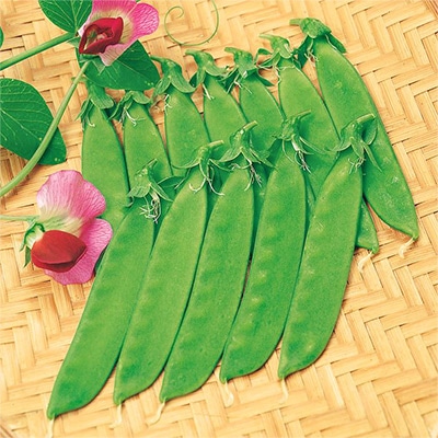 赤花つるありエンドウ 絹小町