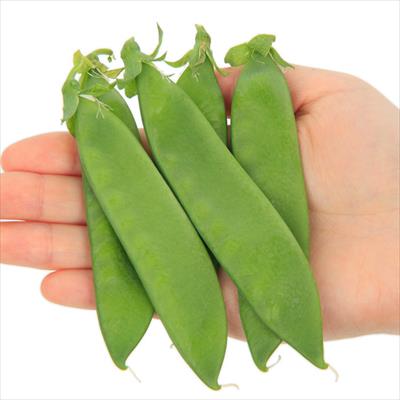 つるなし莢エンドウ ビッグエンドウ ヘレンド