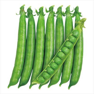 つるなしグリーンピース グリッピー