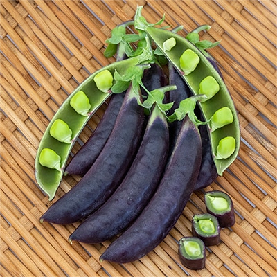 エンドウ（半つる性） パープルスナップ(R) 藤姫