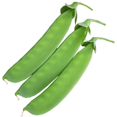 つるありエンドウ 巨笹