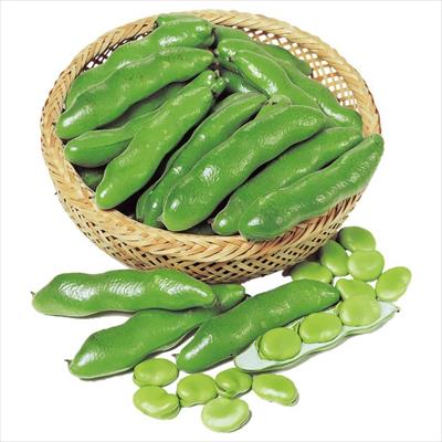 ソラマメ 打越一寸