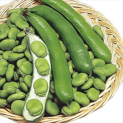 長さやそらまめ 泰斗