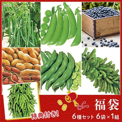 豆の種 福袋 6種セット