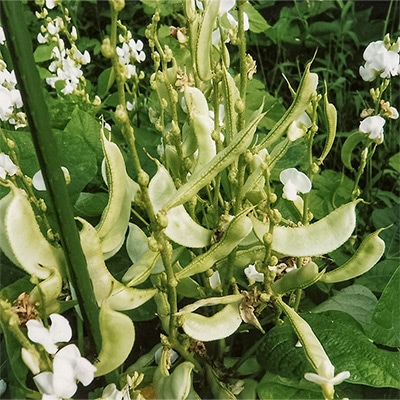 加賀つるなし つる豆