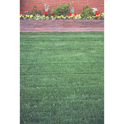 西洋芝 みどりの芝生 シェイカーバッグ