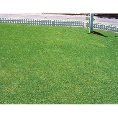 西洋芝 みどりの芝生シリーズ 暑さに強い