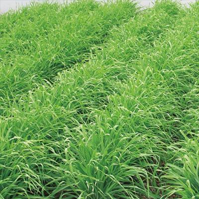 大麦 てまいらず