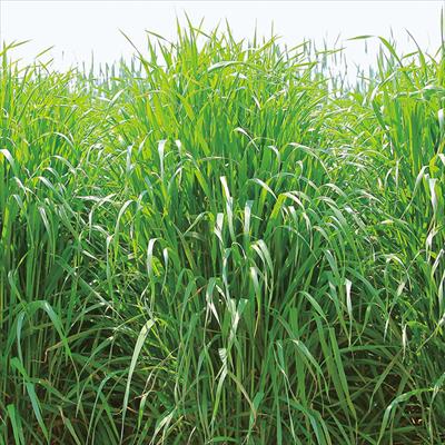 アウェナストリゴサ ニューオーツ