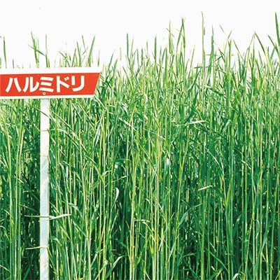 ライムギ ハルミドリ
