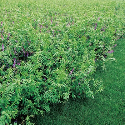ヘアリーベッチ まめっこ