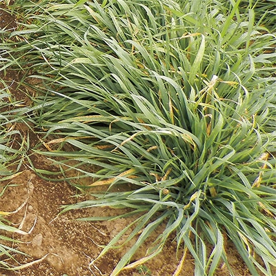 オオムギ　テマイラズ 大麦 てまいらずE