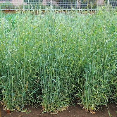 ライムギ ダッシュ