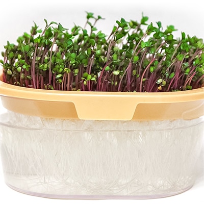 赤キャベツ スプラウト