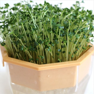 ケール スプラウト