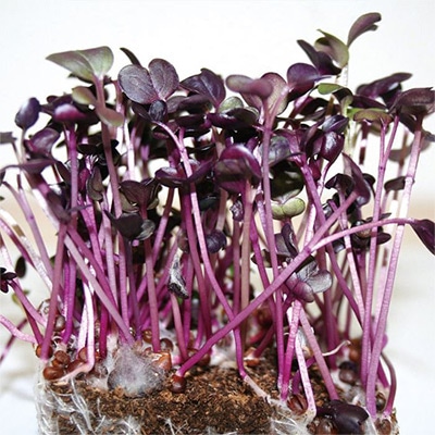 赤ラディッシュ スプラウト