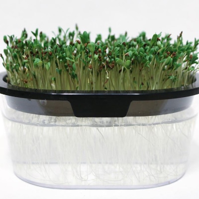 アルファルファ スプラウト