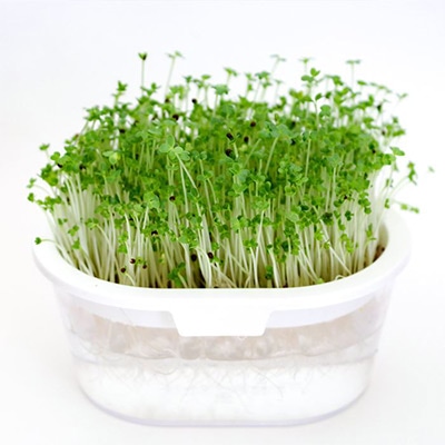 ブロッコリー スプラウト