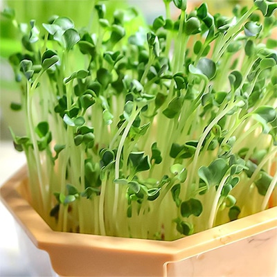 ラディッシュ スプラウト