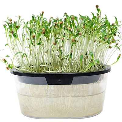 パクチー・コリアンダー スプラウト